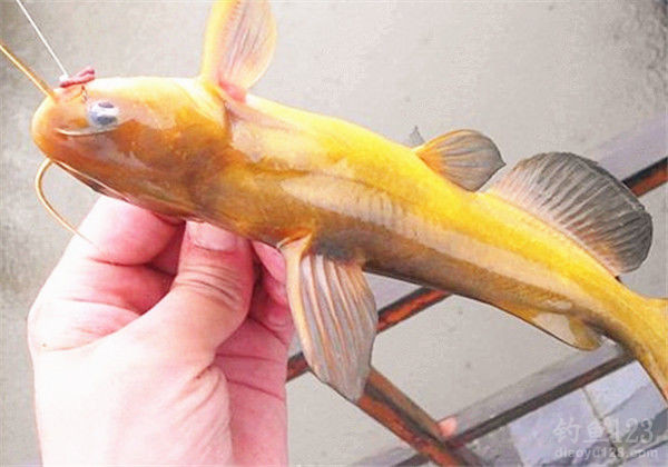 涨水时如何钓鲤鱼_涨水钓鲤鱼应该钓深钓浅_钓鲤鱼涨水时间多长