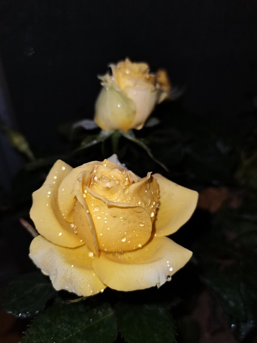 夜玫瑰x的属性_cf之我变成了夜玫瑰h文_《夜玫瑰》小说