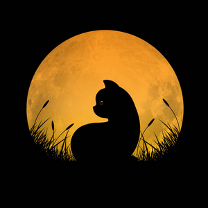 夜玫瑰x的属性_《夜玫瑰》小说_cf之我变成了夜玫瑰h文