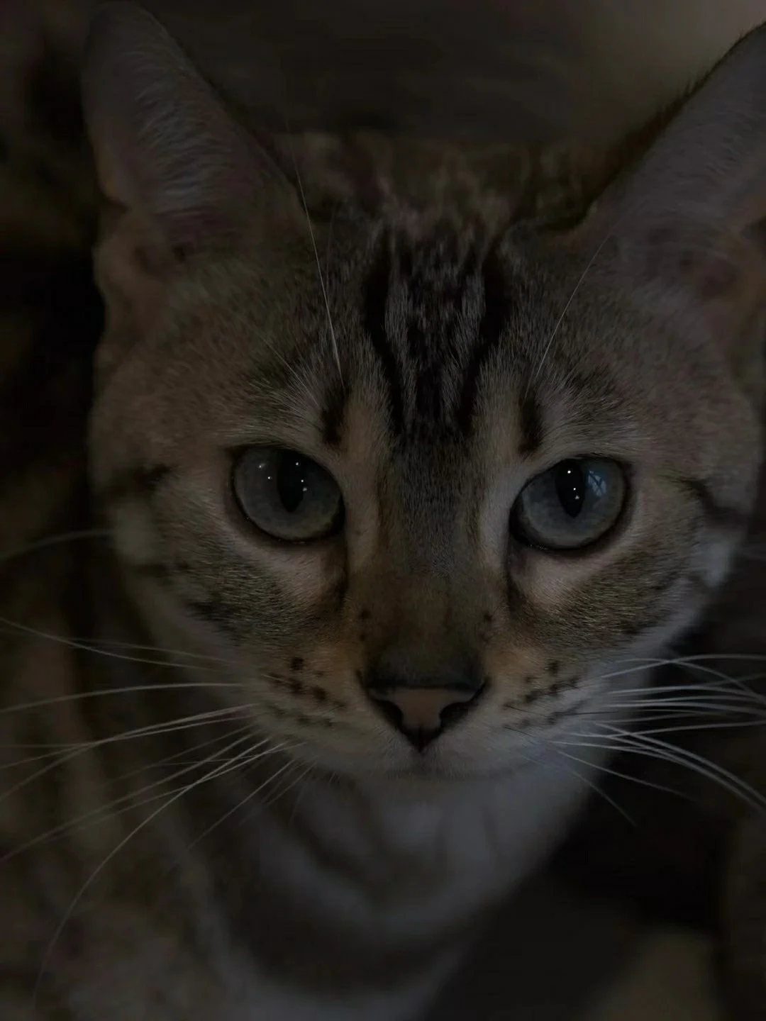 猫胖胖的品种_胖胖猫_猫胖胖的图片
