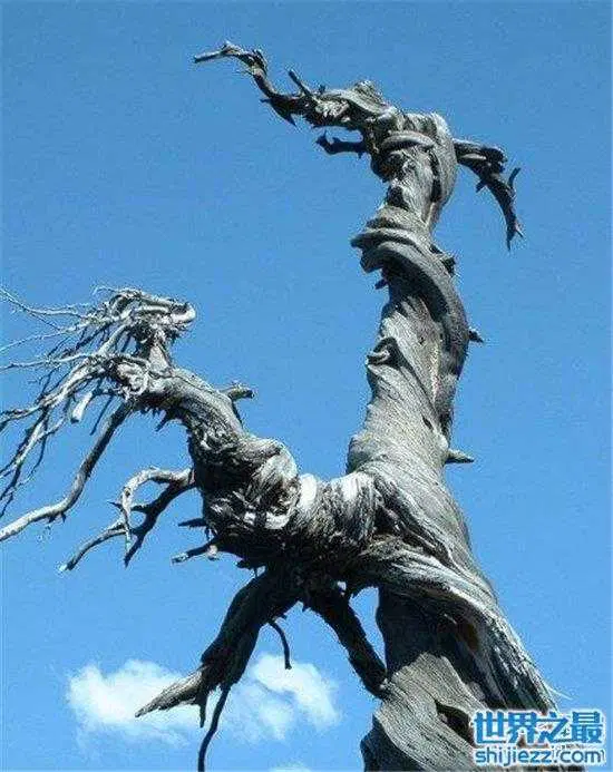 神鬼世界吧-探秘神鬼世界：传说中的入口与千年古树的神秘故事