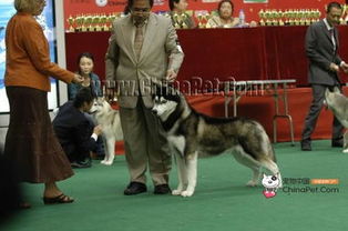 至尊游戏城,畅享无限乐趣的数字娱乐天堂